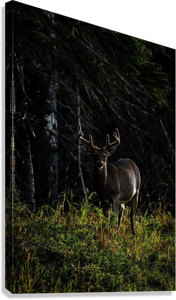 Great Prince of the Forest III Canvas Print