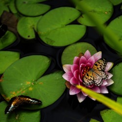 Butterflies and Lilies 