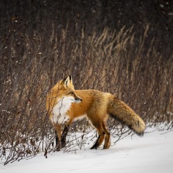 Renard dEeyou Istchee