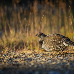 Un matin apres la chasse