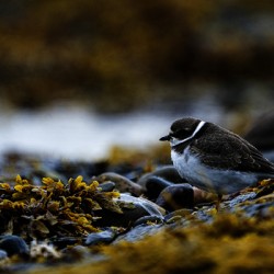 Pretty Plover II