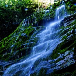 Les tropiques en Gaspesie
