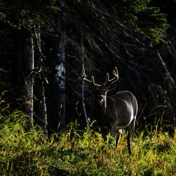 Great Prince of the Forest II