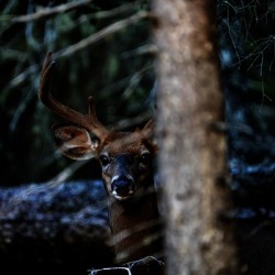 Great Prince of the Forest I