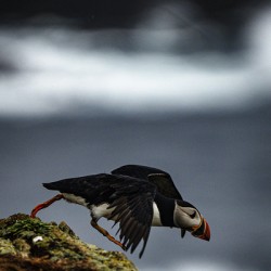 Off the Cliff it went