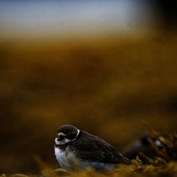 Pretty Plover III