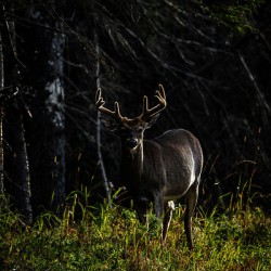 Great Prince of the Forest III