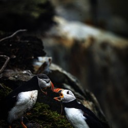 Kissing or Fighting is the question