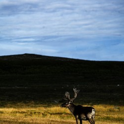 Southern Tundra Bull III