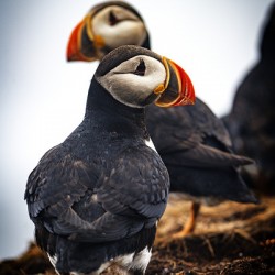 Chilling Puffin III