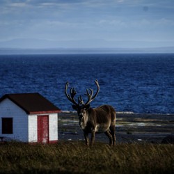 Southern Tundra Bull