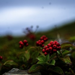 Creeping Dogwood Floor