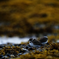 Pretty Plover I