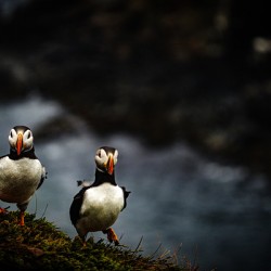 Rough Wind Rough Feather