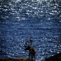 Southern Tundra Bull II