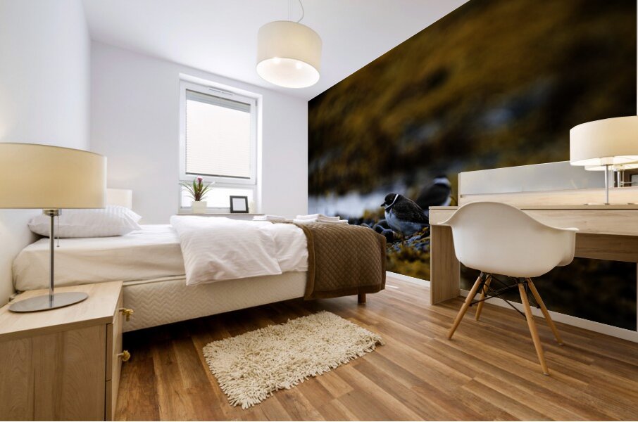 Pretty Plover I Mural print