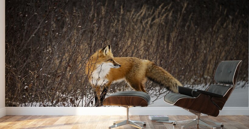 Renard dEeyou Istchee Wall Murals