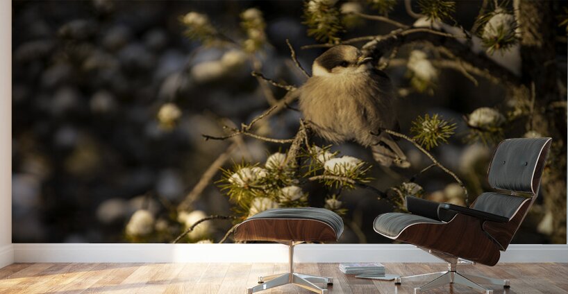 Le petit curieux Wall Murals