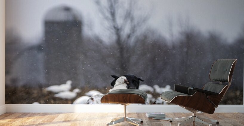 Cole la Legende Wall Murals