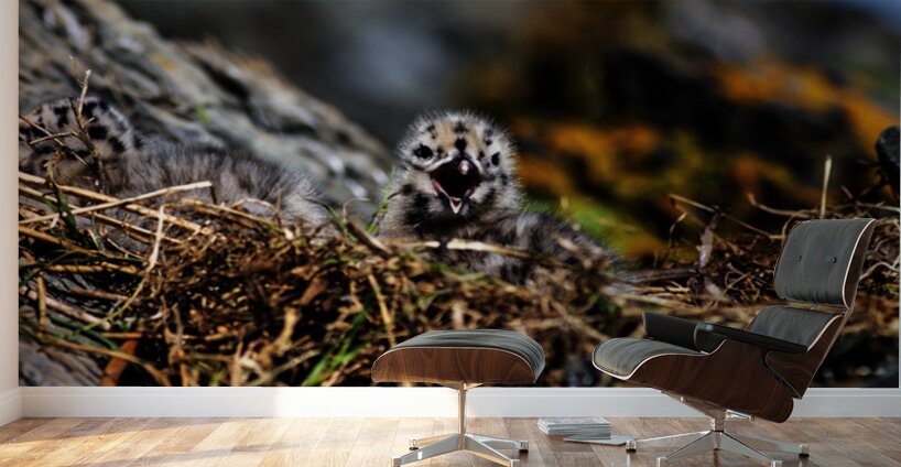 Day older Wall Murals