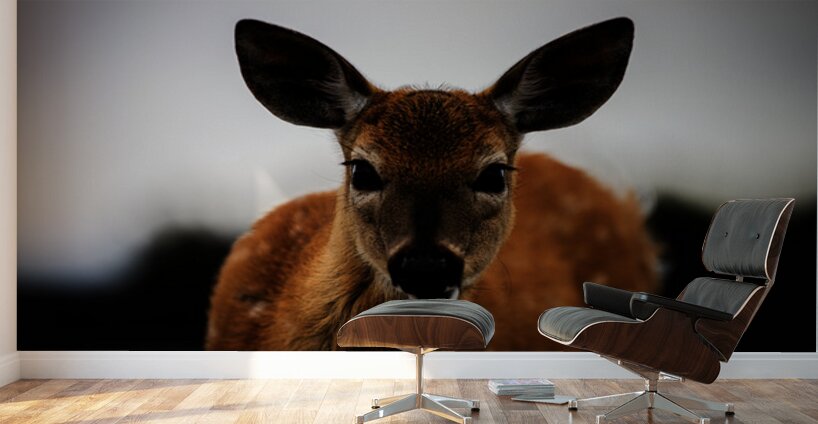 Bambi Wall Murals