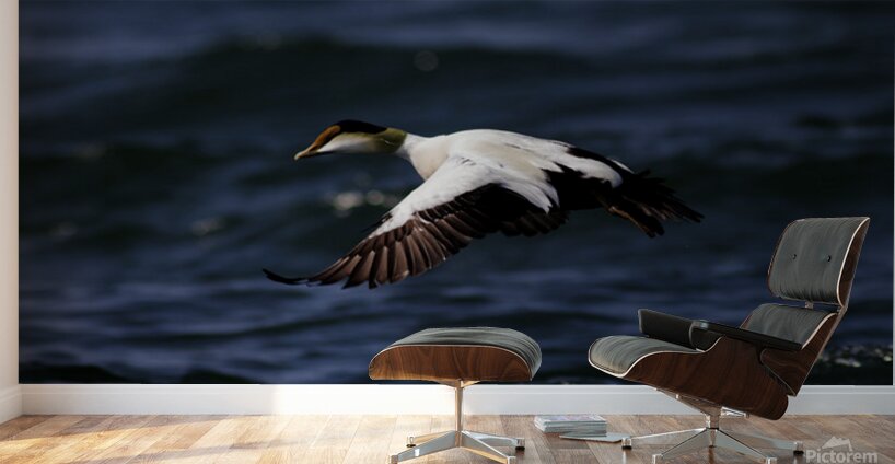 Somateria Wall Murals