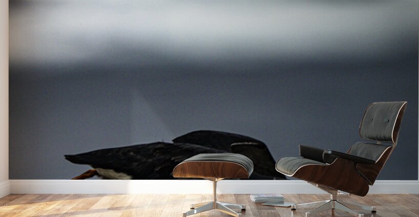 Off the Cliff it went Wall Murals