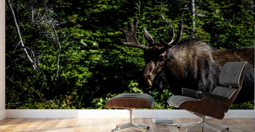 Bullwinkle I Wall Murals