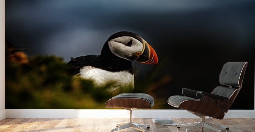 Colorful Wall Murals