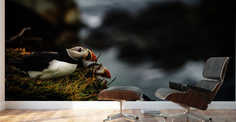 Curious Dude II Wall Murals