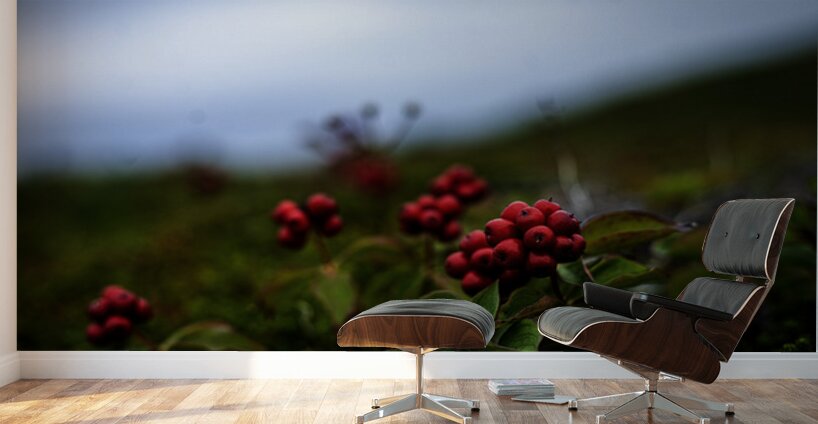 Creeping Dogwood Floor Wall Murals