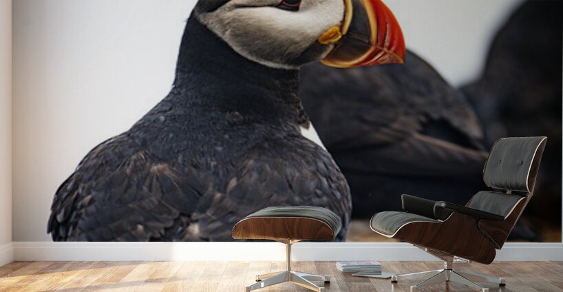 Chilling Puffin III Wall Murals