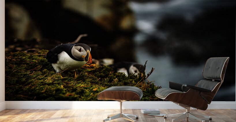 Curious Dude Wall Murals