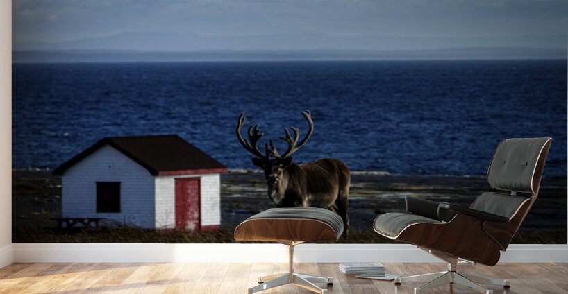 Southern Tundra Bull Wall Murals