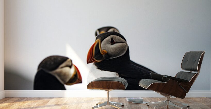 Chillin Puffin II Wall Murals