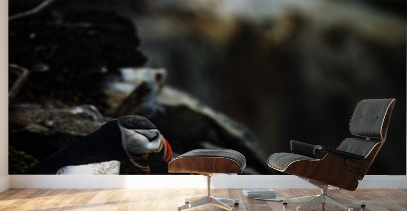 Kissing or Fighting is the question Wall Murals