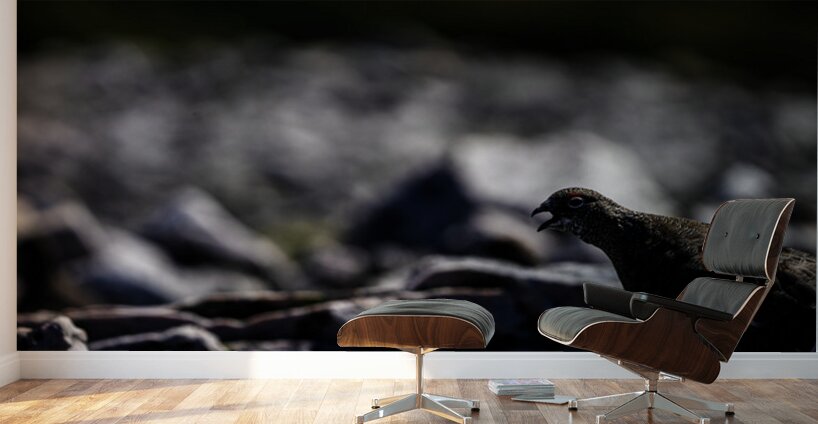 Baritone Bird II Wall Murals