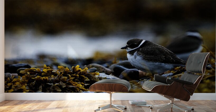 Pretty Plover II Wall Murals