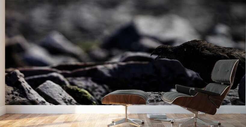 Baritone Bird Wall Murals