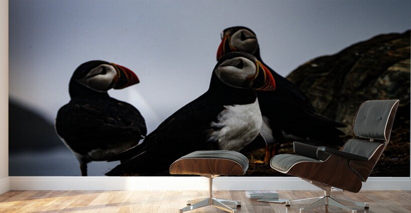 Chillin Puffin Wall Murals