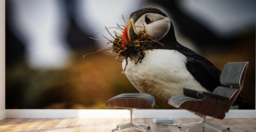 Beak Full II Wall Murals