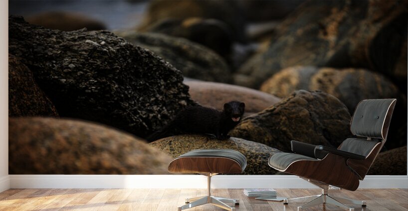 Mighty Mink II Wall Murals