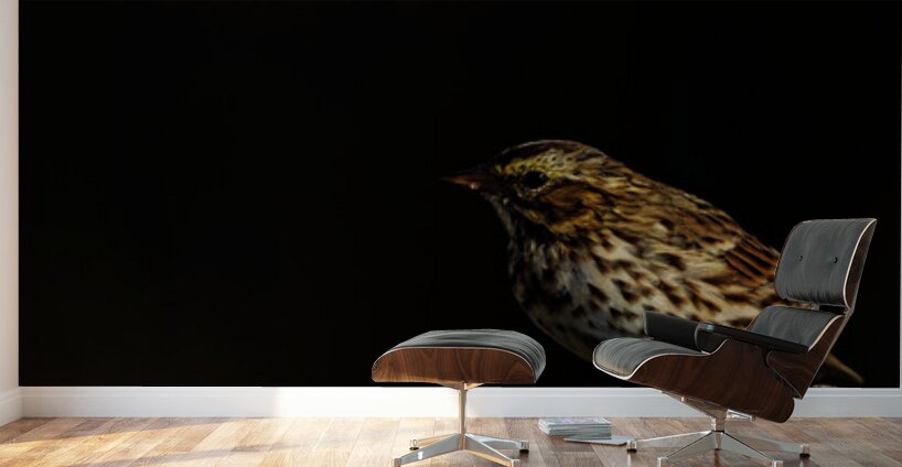 Salty Siskin Wall Murals