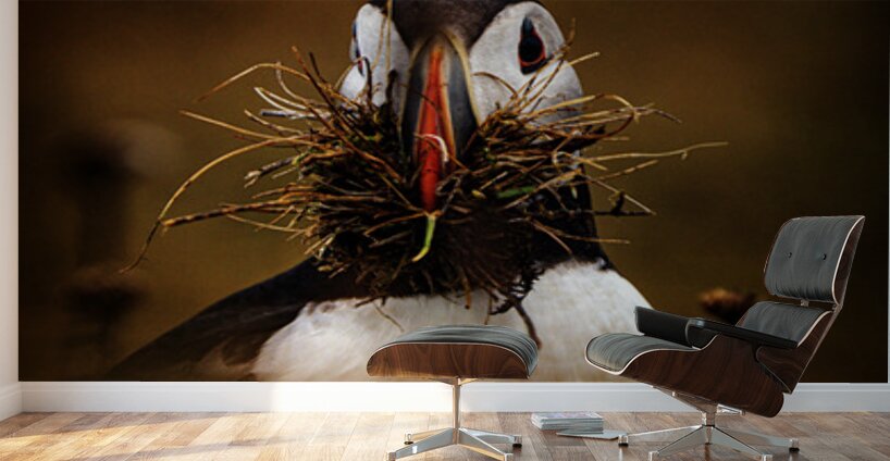 Beak Full Wall Murals