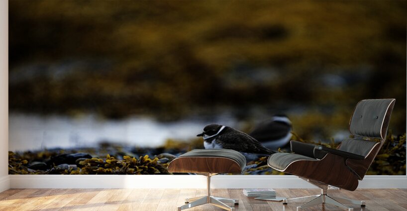 Pretty Plover I Wall Murals