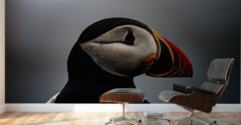 Sea Parrot Wall Murals