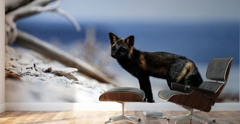 Fire Fox I Wall Murals