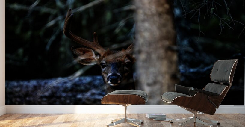 Great Prince of the Forest I Wall Murals