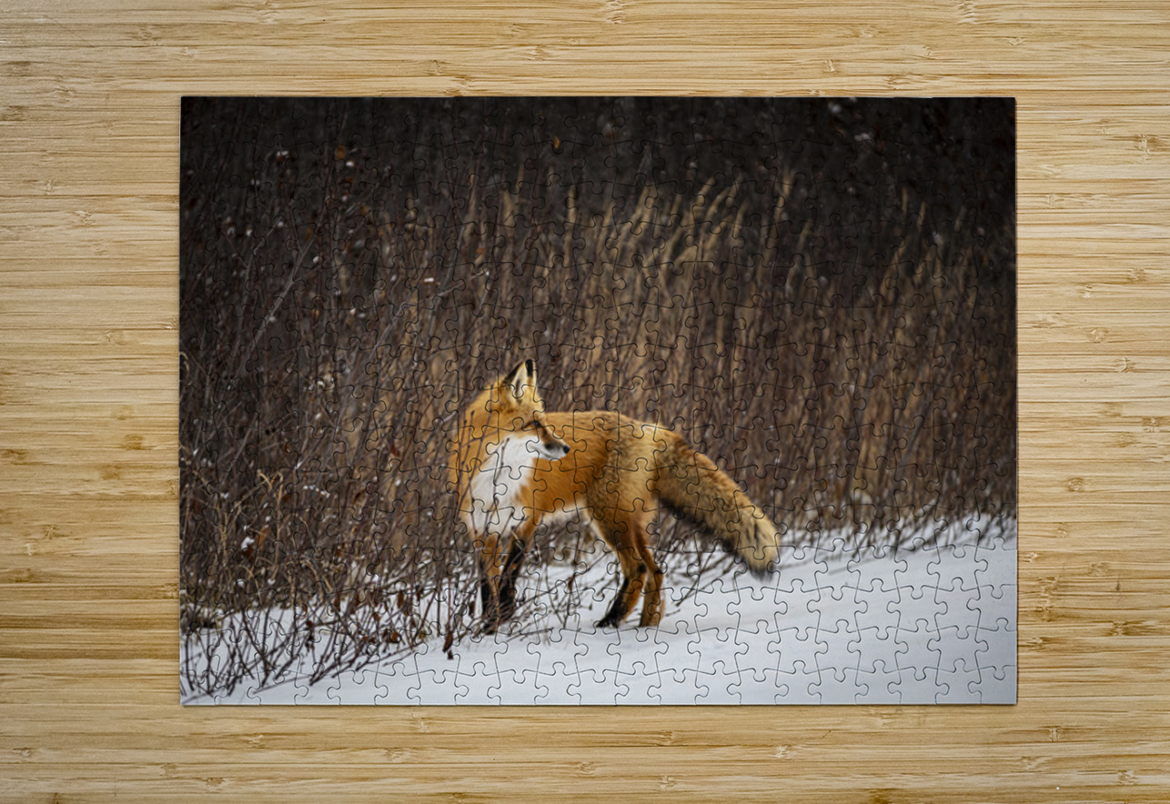 Renard dEeyou Istchee Francois Lapointe Puzzle printing