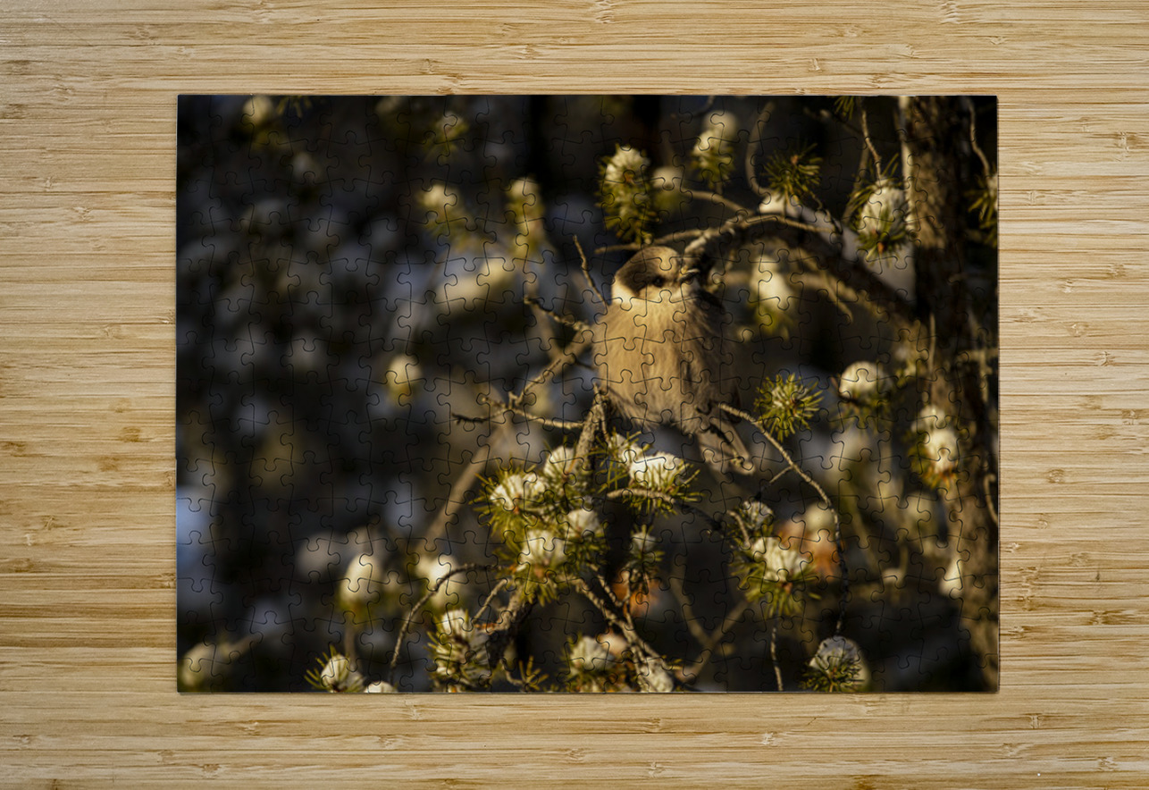 Le petit curieux Francois Lapointe Puzzle printing